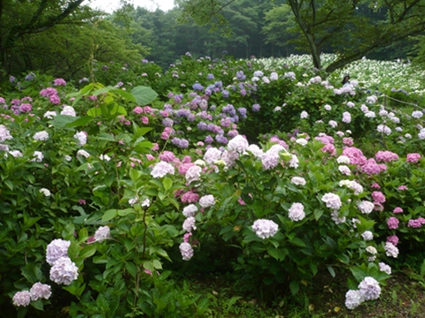 ajisai004.JPG