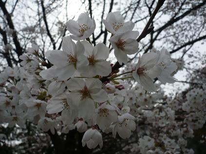 kiyosumi03.jpg