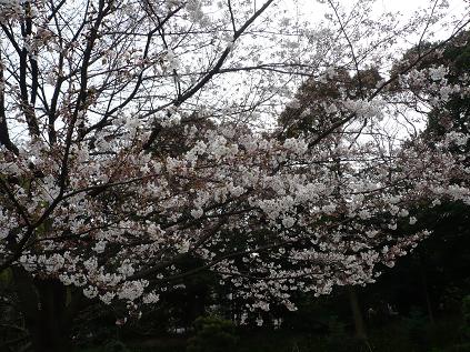 kiyosumi04.jpg