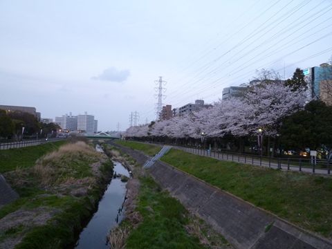 sakura000.JPG
