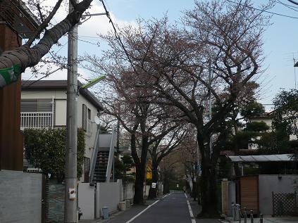 sakura001.jpg