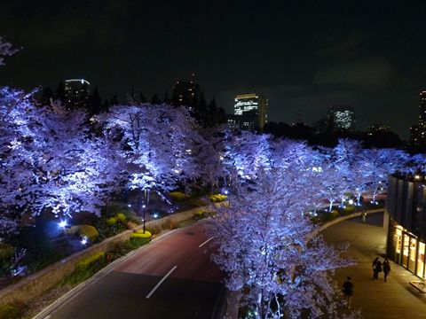 sakura003.JPG