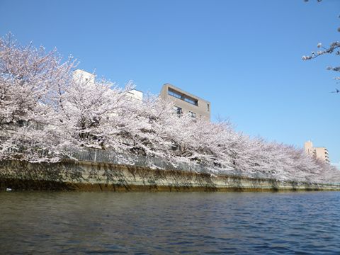 sakura004.JPG