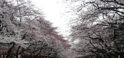 sakurau02.jpg