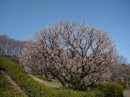 ume0001.jpg