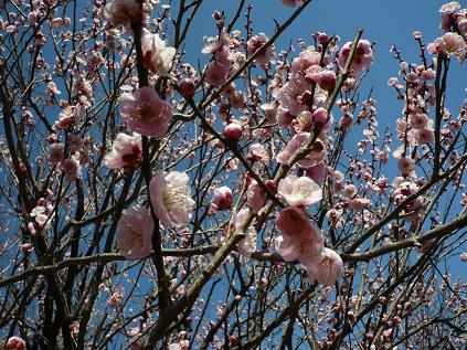 ume0003.jpg