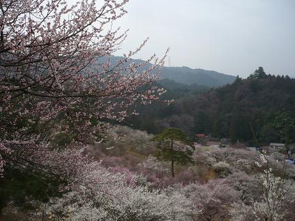 梅