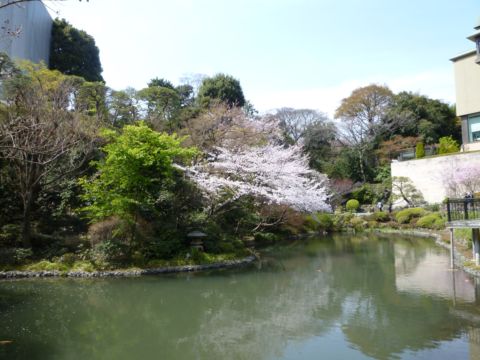 sakura001.JPG