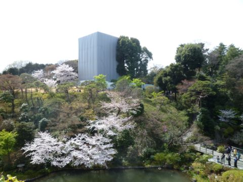 sakura003.JPG