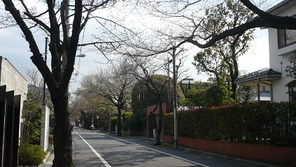 sakura003.jpg