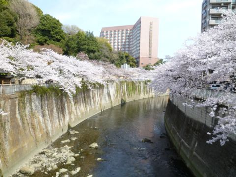 sakura004.JPG