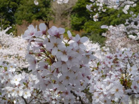 sakura005.JPG