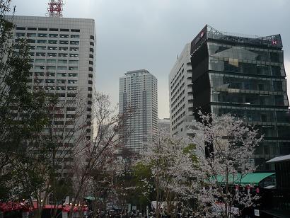sakura07.jpg
