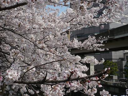 sakura11.jpg