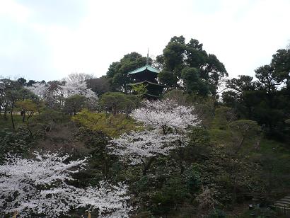 sakura12.jpg