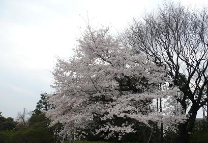 sakura13.jpg
